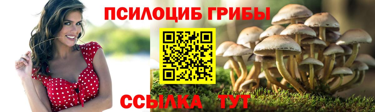 Псилоцибиновые грибы Psilocybine cubensis Менделеевск